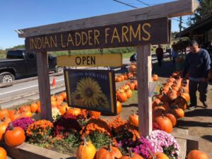 image of a pumpkins and Indian Ladder Farms signs
