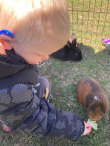 Boy feeding a rabbit